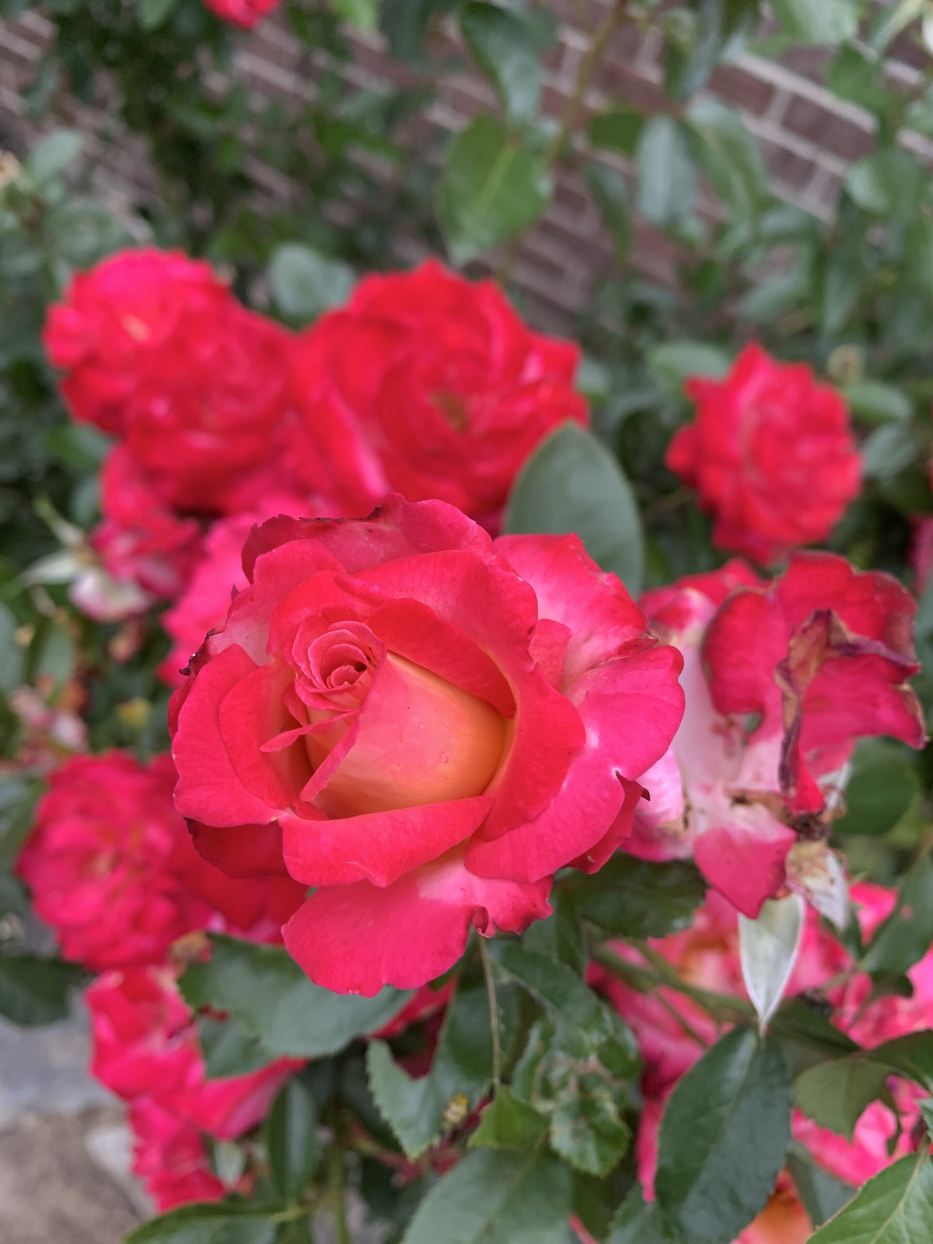 a  bud in early October on one of our rose bushes