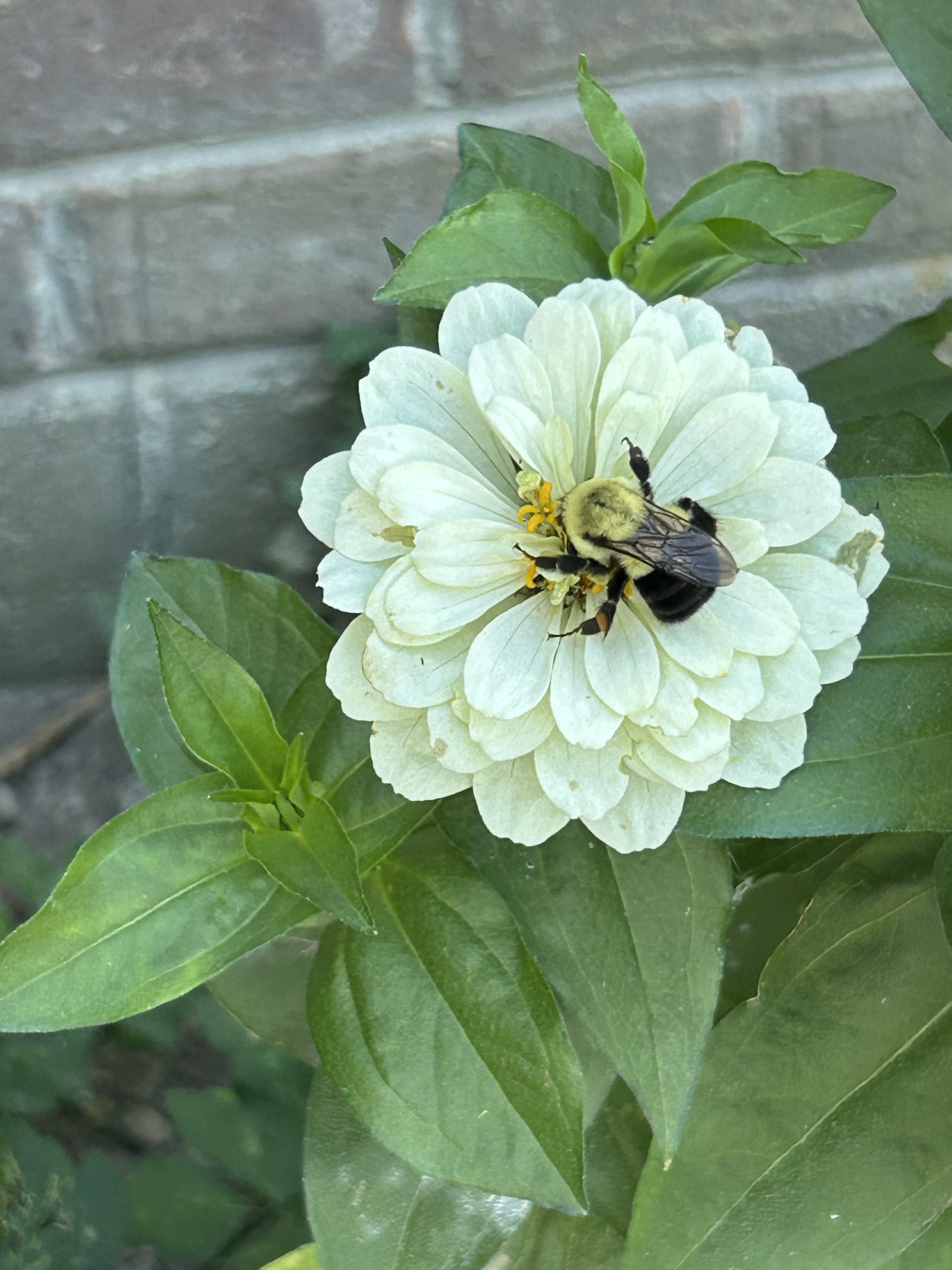 Bee on Zenia